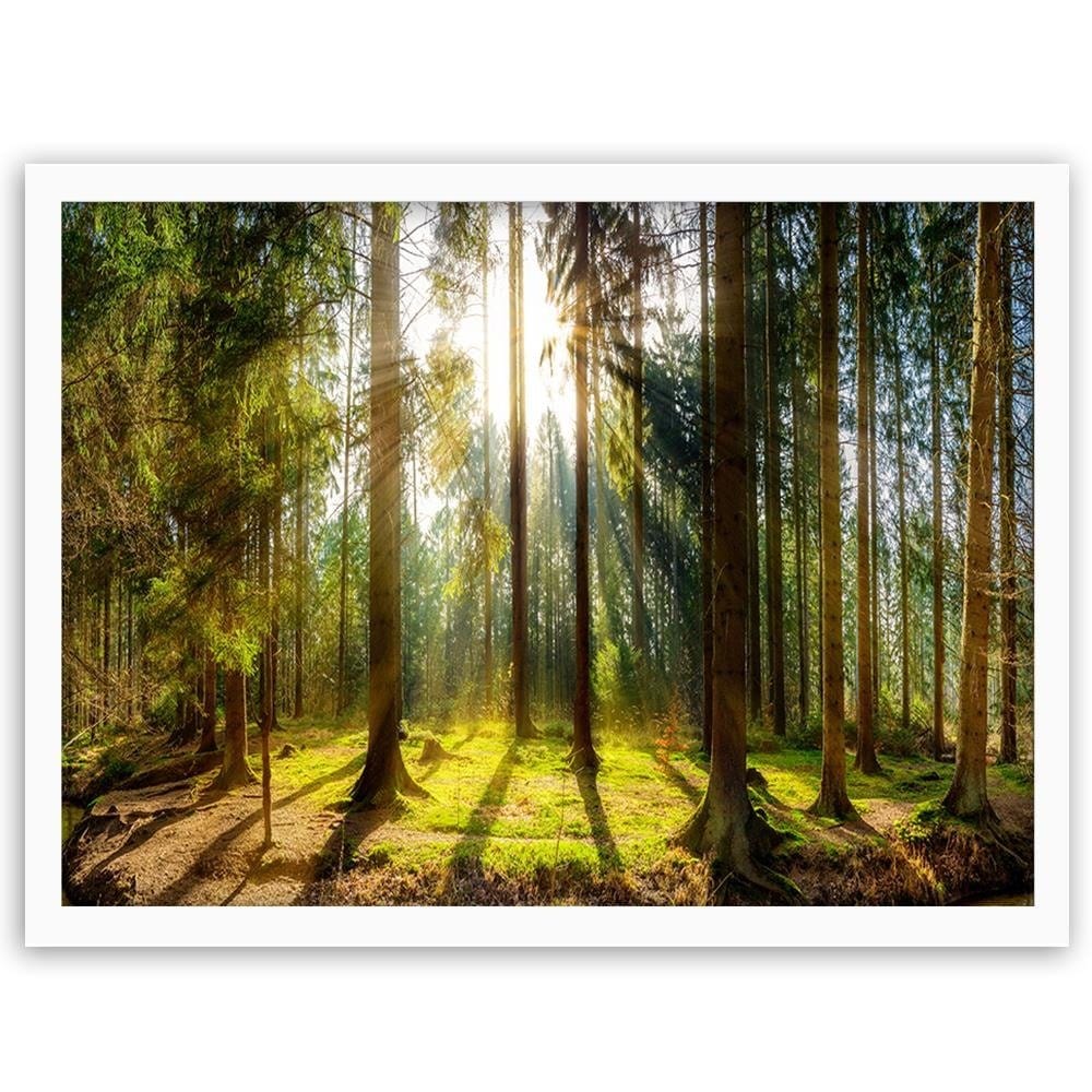 Glezna baltā rāmī - Sunshine Behind The Trees Home Trends DECO