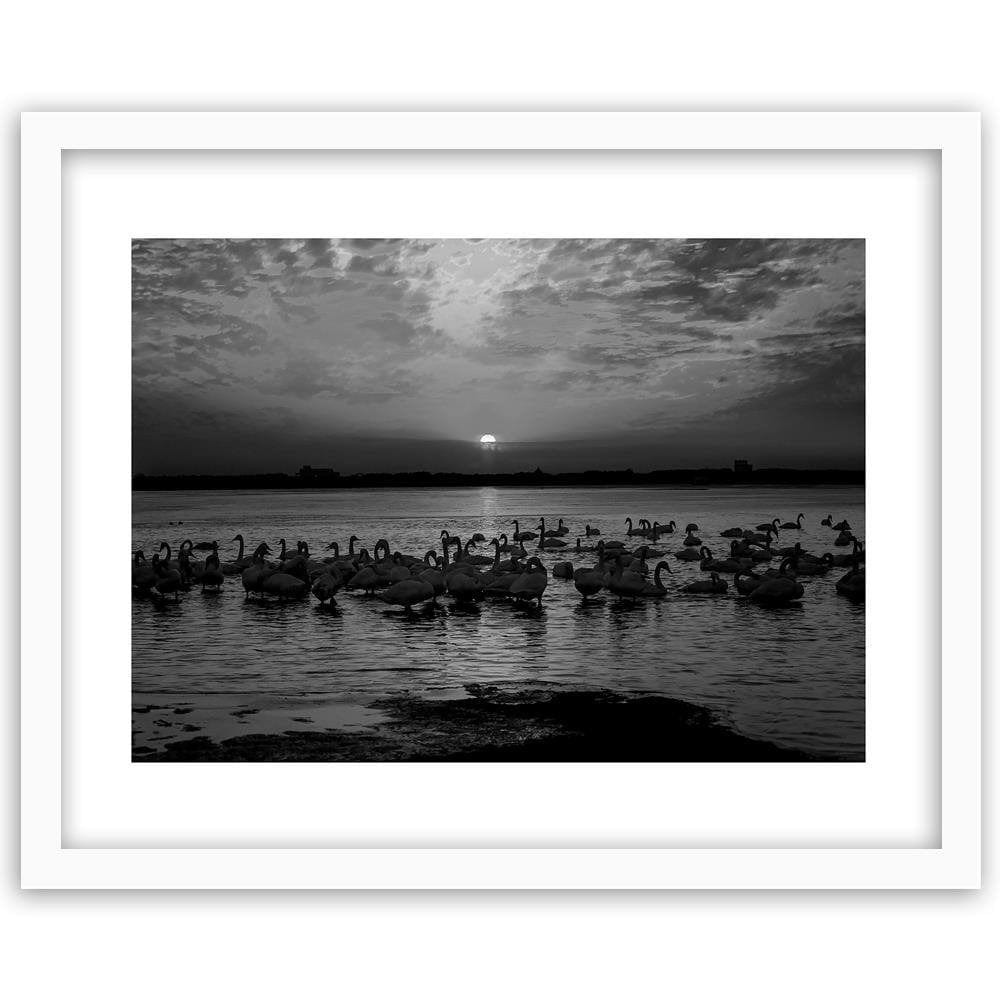 Glezna baltā rāmī - Swans On The Shore Of A Lake 2 Home Trends DECO