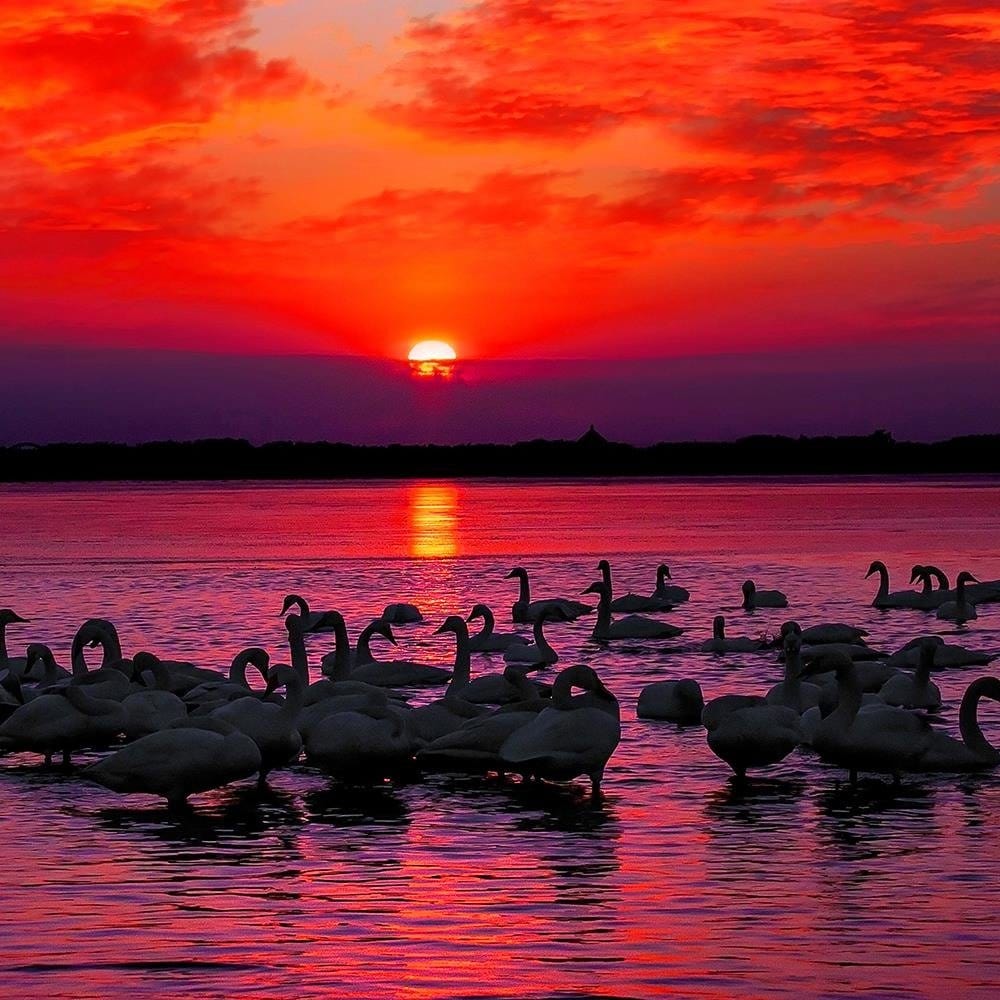 Glezna baltā rāmī - Swans On The Shore Of A Lake 4 Home Trends DECO