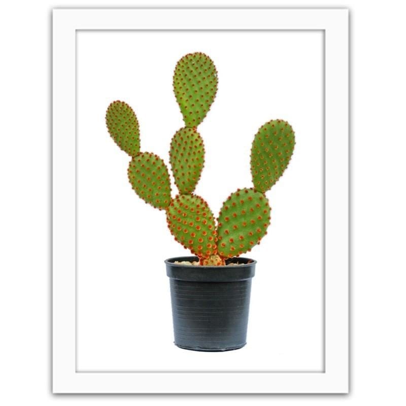 Glezna baltā rāmī - The cactus in the pot Home Trends DECO