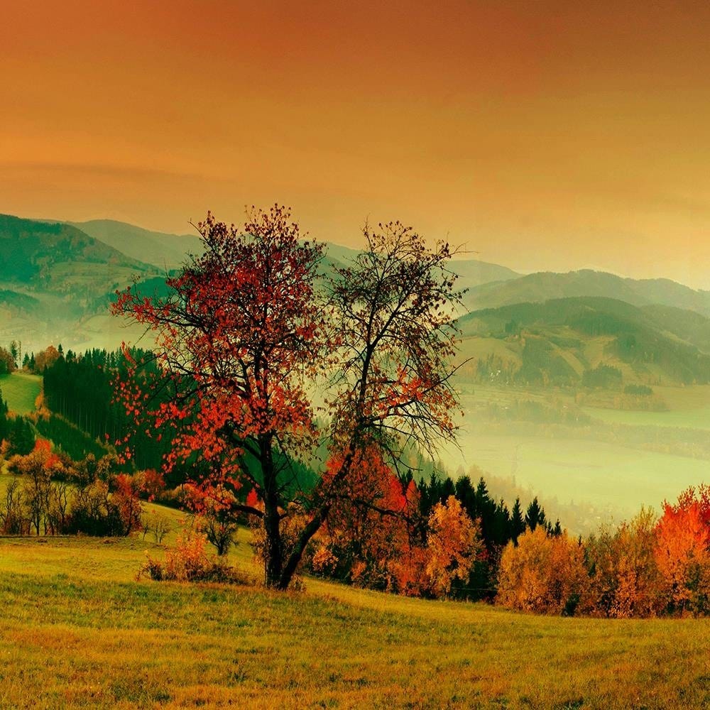 Glezna baltā rāmī - The Hills Of Autumn Trees 3 Home Trends DECO