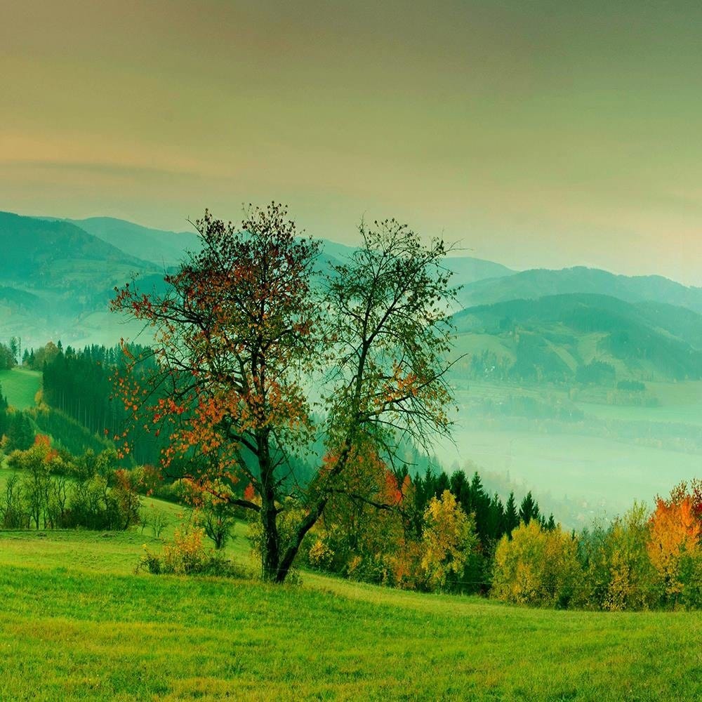 Glezna baltā rāmī - The Hills Of Autumn Trees 4 Home Trends DECO