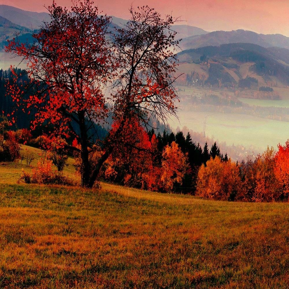 Glezna baltā rāmī - The Hills Of Autumn Trees Home Trends DECO