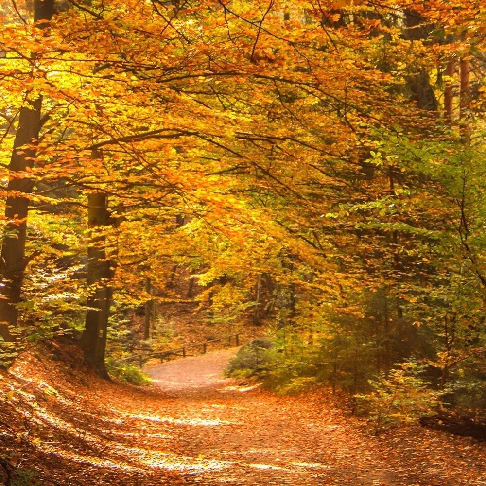 Glezna baltā rāmī - The Leaves On The Forest Road Home Trends DECO