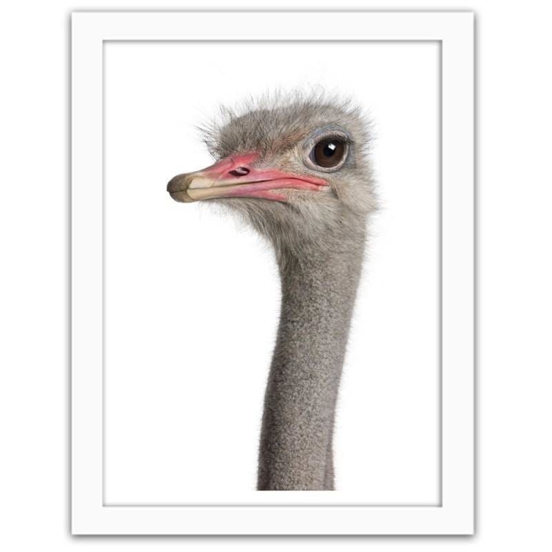 Glezna baltā rāmī - The ostrich head Home Trends DECO