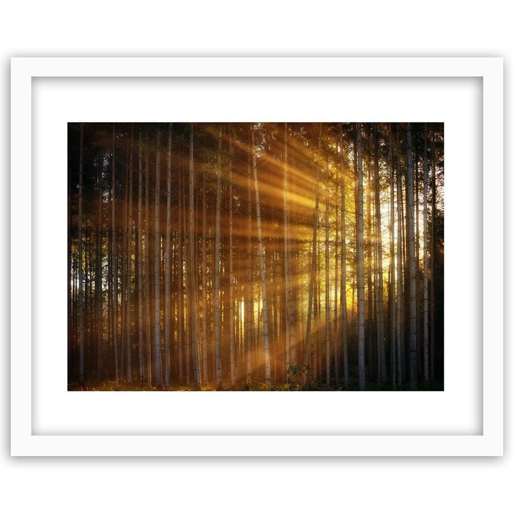 Glezna baltā rāmī - The Rays Of The Sun In The Dense Forest Home Trends DECO
