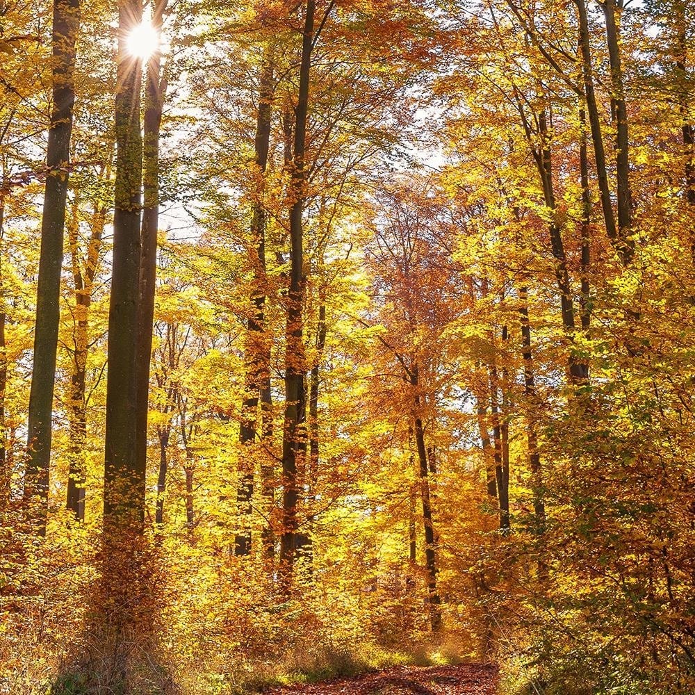 Glezna baltā rāmī - The Rays Of The Sun In The Forest Home Trends DECO