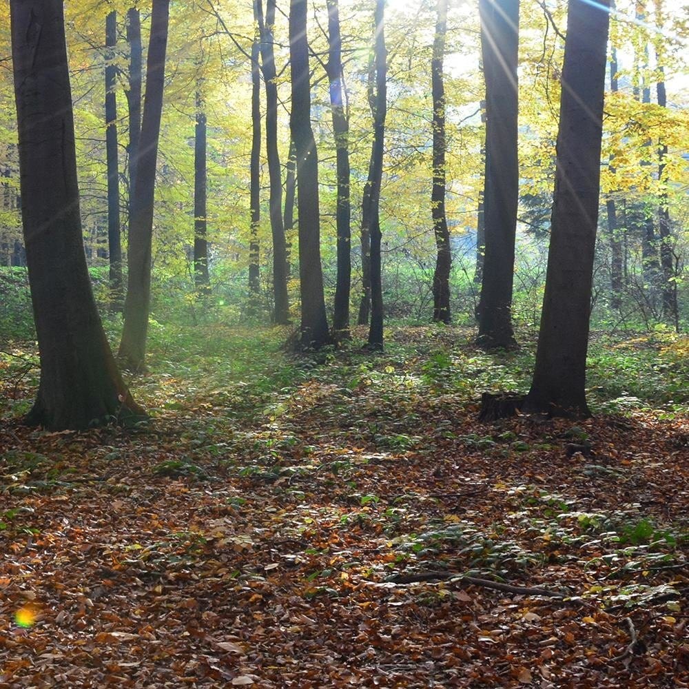 Glezna baltā rāmī - The Rays Of The Sun In The Park Home Trends DECO