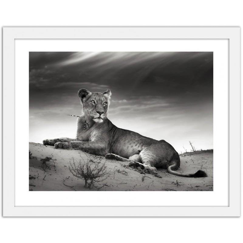 Glezna baltā rāmī - The resting lioness Home Trends DECO