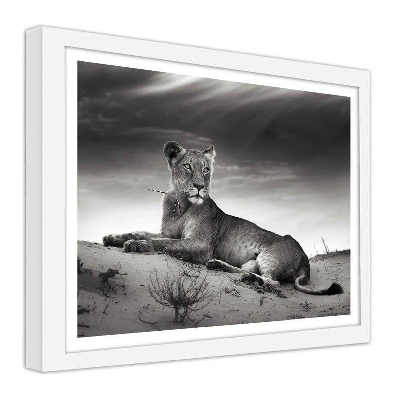Glezna baltā rāmī - The resting lioness Home Trends DECO