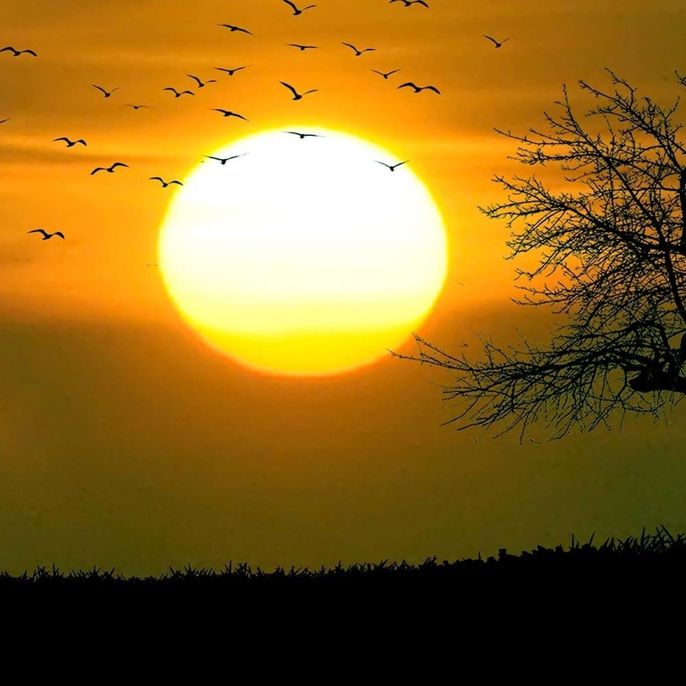 Glezna baltā rāmī - Tree Birds And Sunset Home Trends DECO