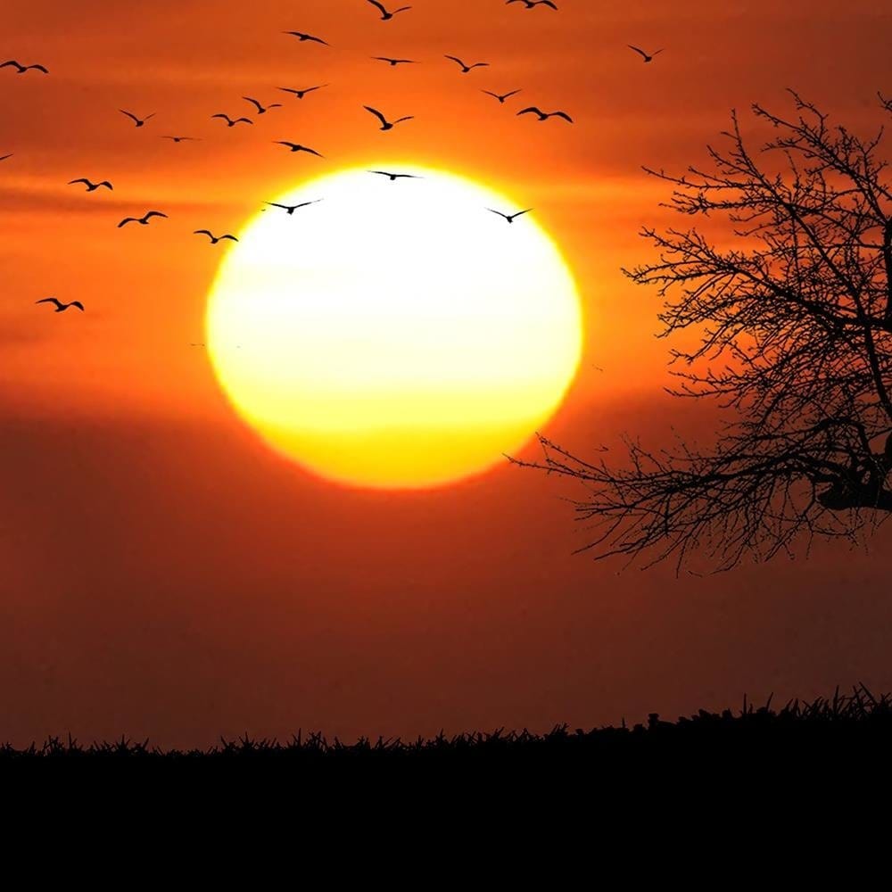 Glezna baltā rāmī - Tree Birds And Sunset Home Trends DECO