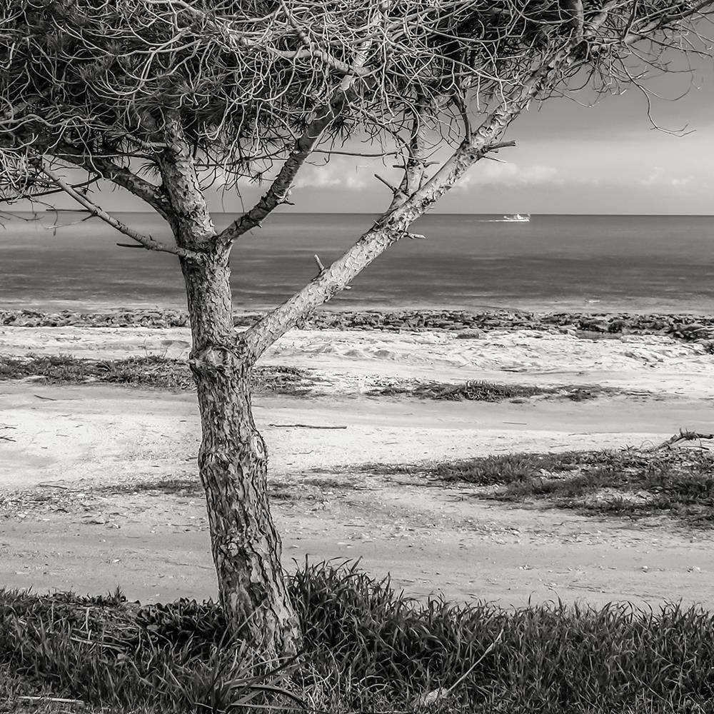 Glezna baltā rāmī - Tree By The Sea Home Trends DECO