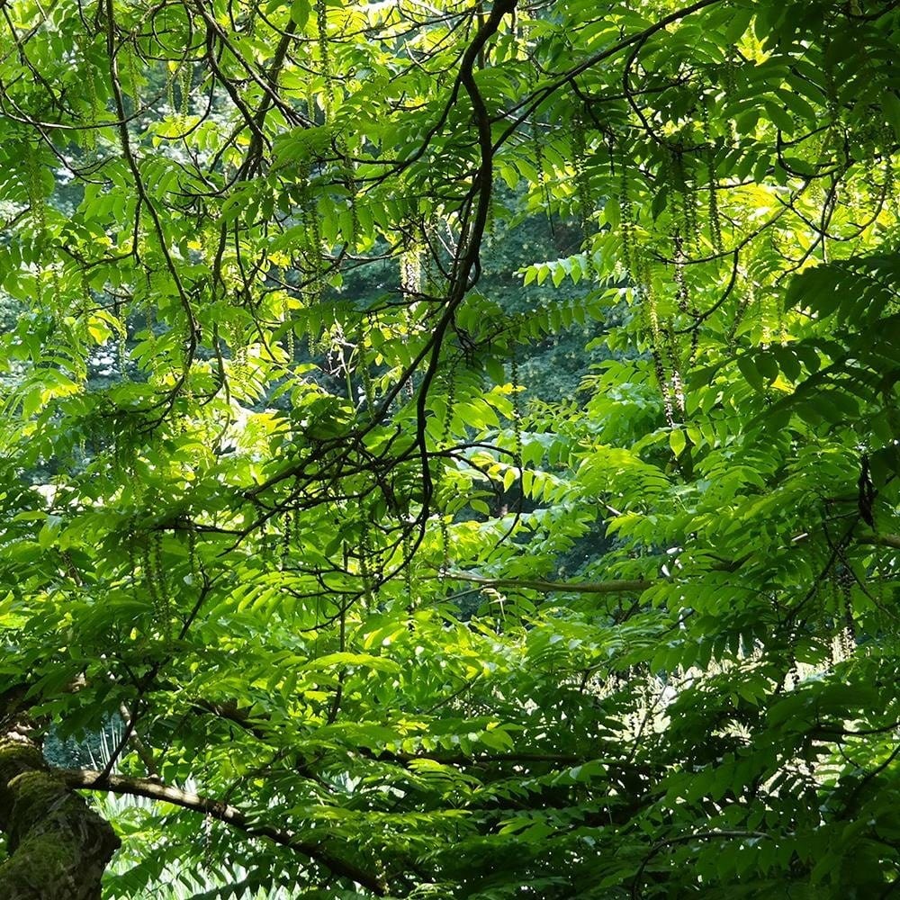 Glezna baltā rāmī - Tree In The Jungle Home Trends DECO