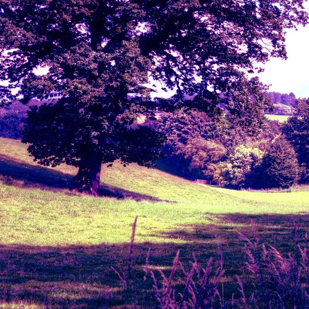 Glezna baltā rāmī - Tree In Violet Home Trends DECO