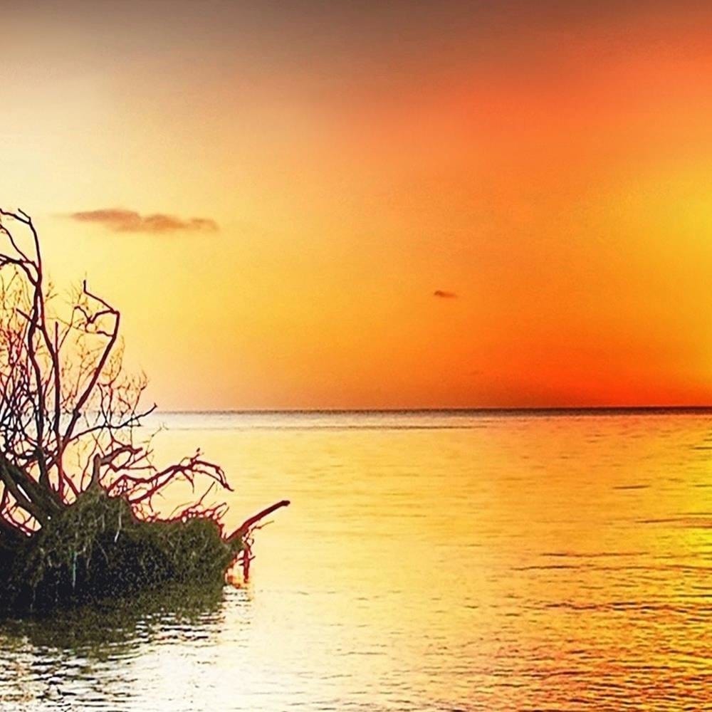 Glezna baltā rāmī - Tree In Water Home Trends DECO