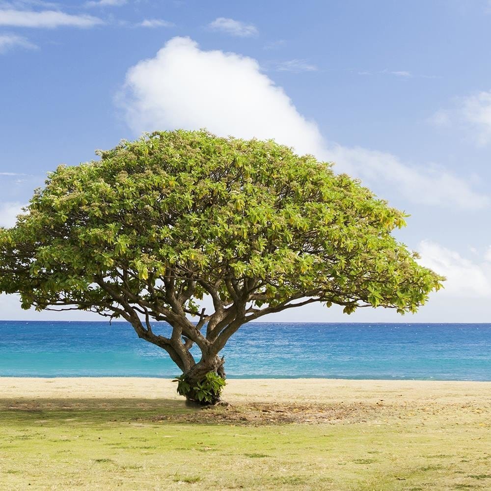 Glezna baltā rāmī - Tree On The Beach Home Trends DECO