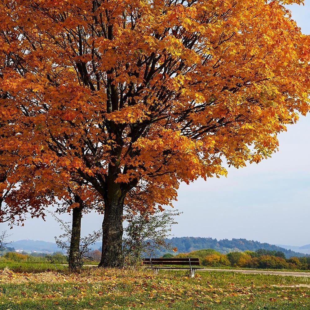 Glezna baltā rāmī - Tree On The Hill Home Trends DECO