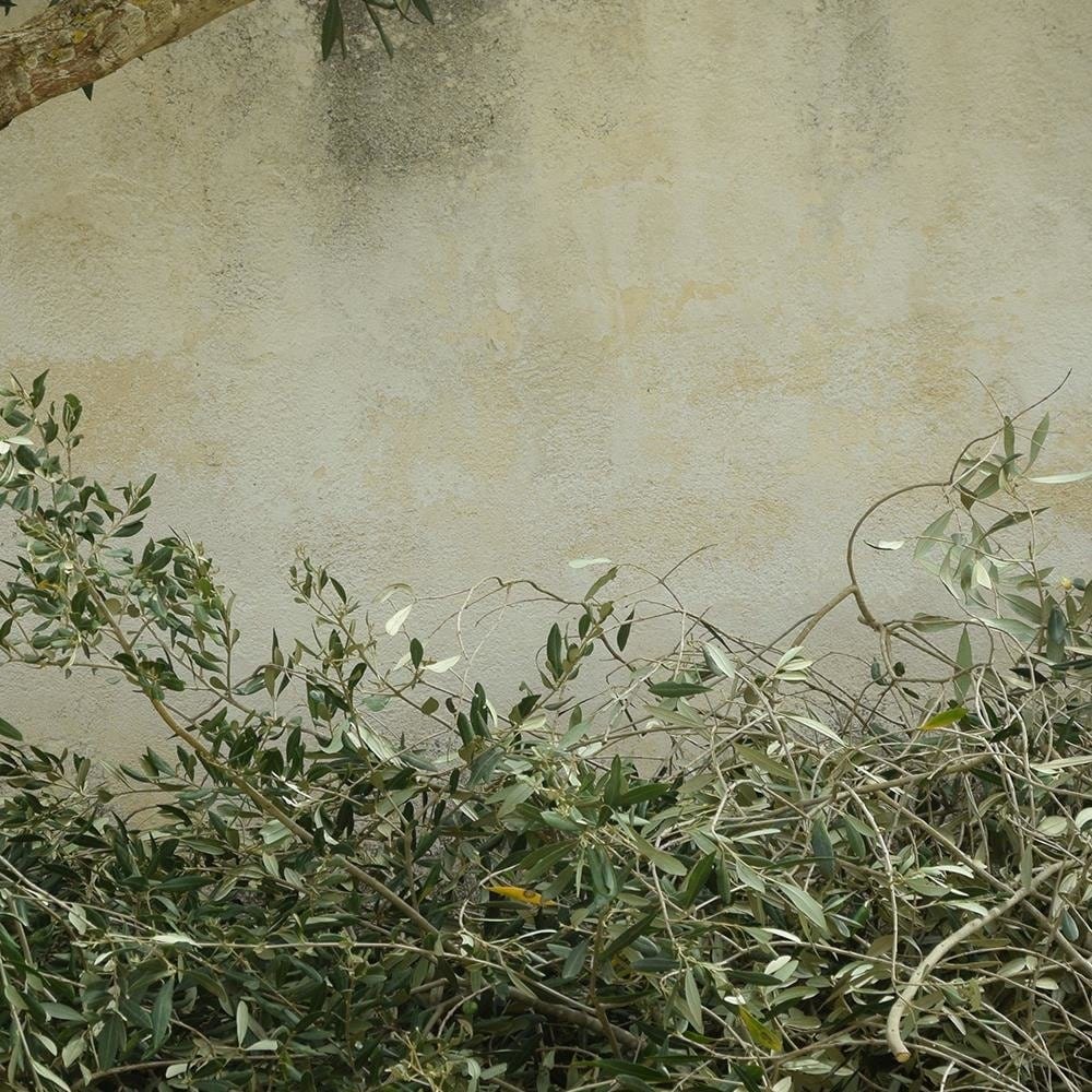 Glezna baltā rāmī - Tree On The Wall Home Trends DECO