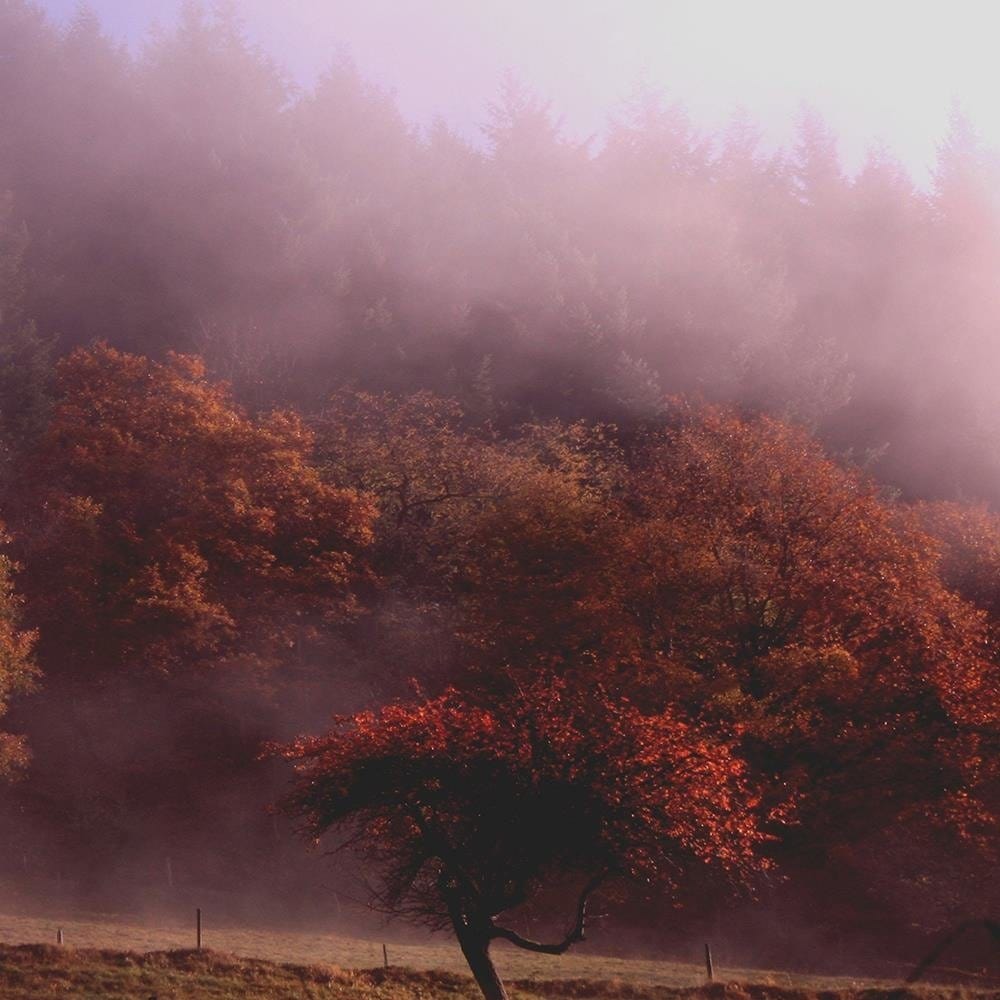 Glezna baltā rāmī - Trees In The Fog Home Trends DECO