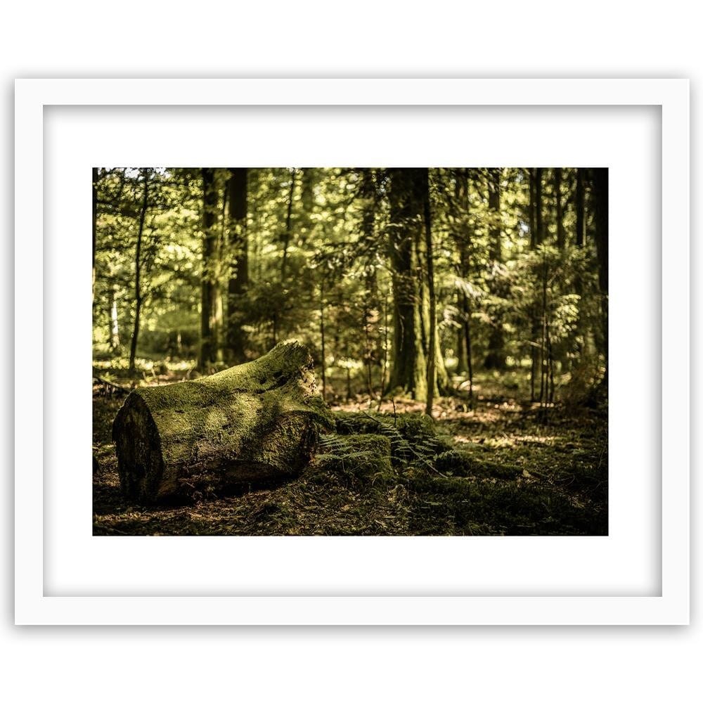 Glezna baltā rāmī - Trunk Covered With Moss Home Trends DECO
