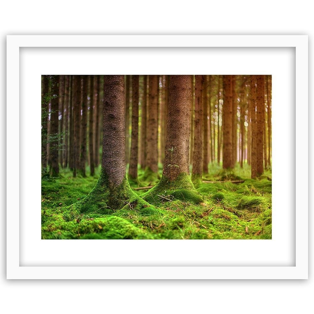 Glezna baltā rāmī - Trunks Covered With Moss Home Trends DECO
