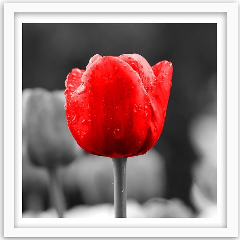 Glezna baltā rāmī - Tulip In Red Home Trends DECO