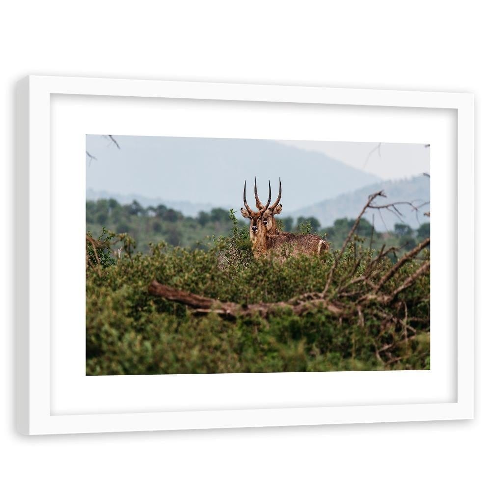 Glezna baltā rāmī - Two Antelopes Home Trends DECO