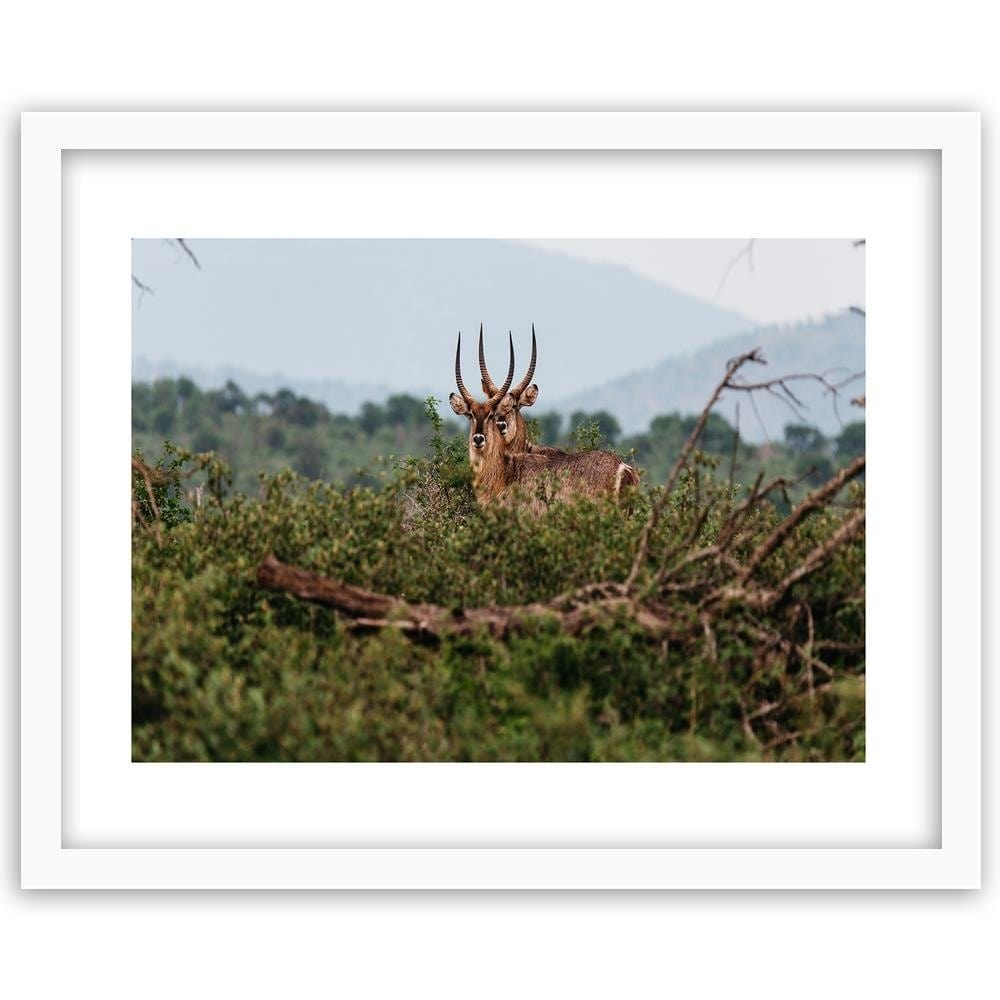 Glezna baltā rāmī - Two Antelopes Home Trends DECO