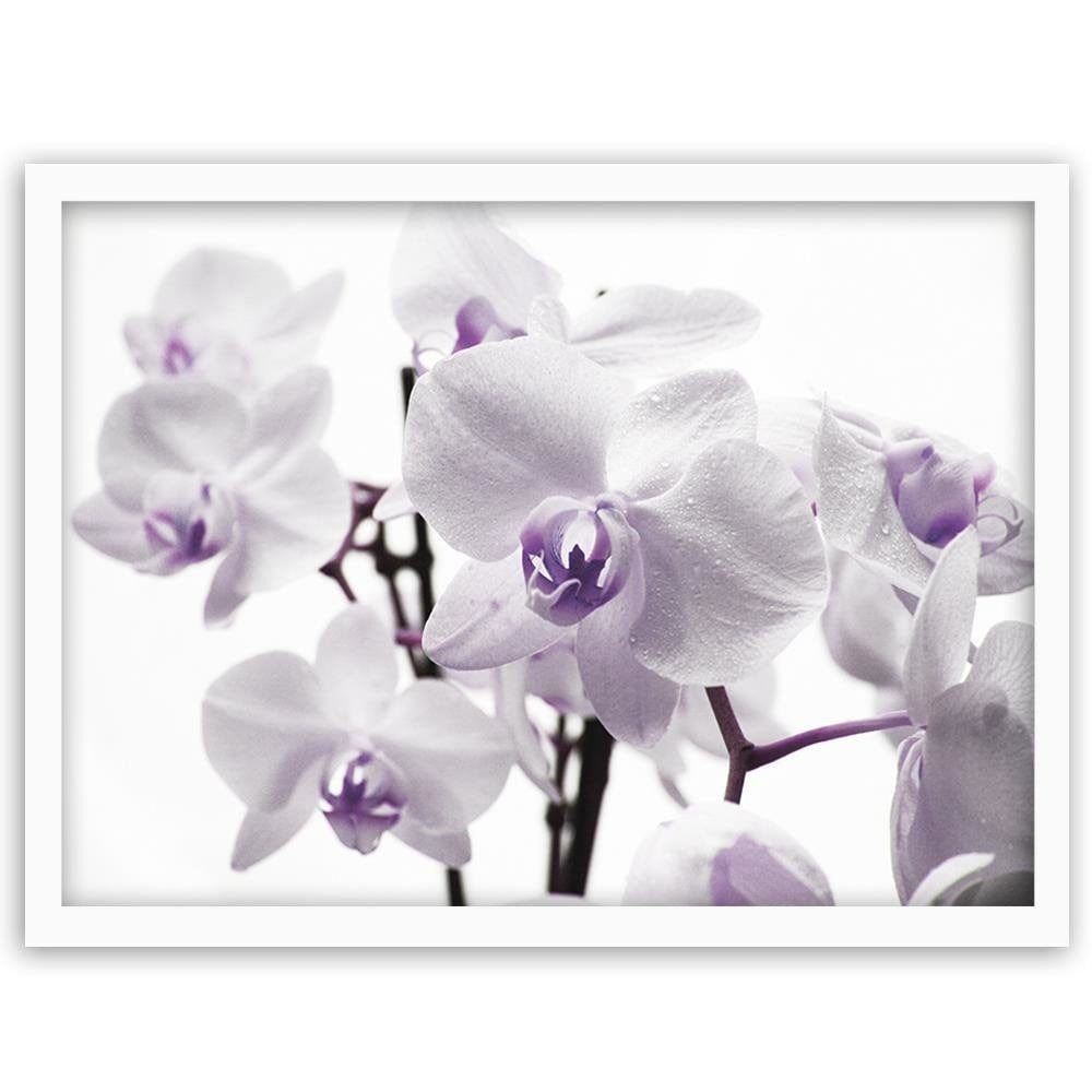 Glezna baltā rāmī - White Orchid 3 Home Trends DECO