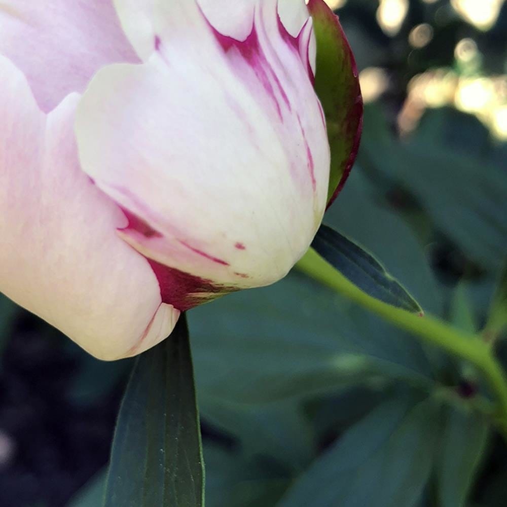 Glezna baltā rāmī - White Peony Home Trends DECO