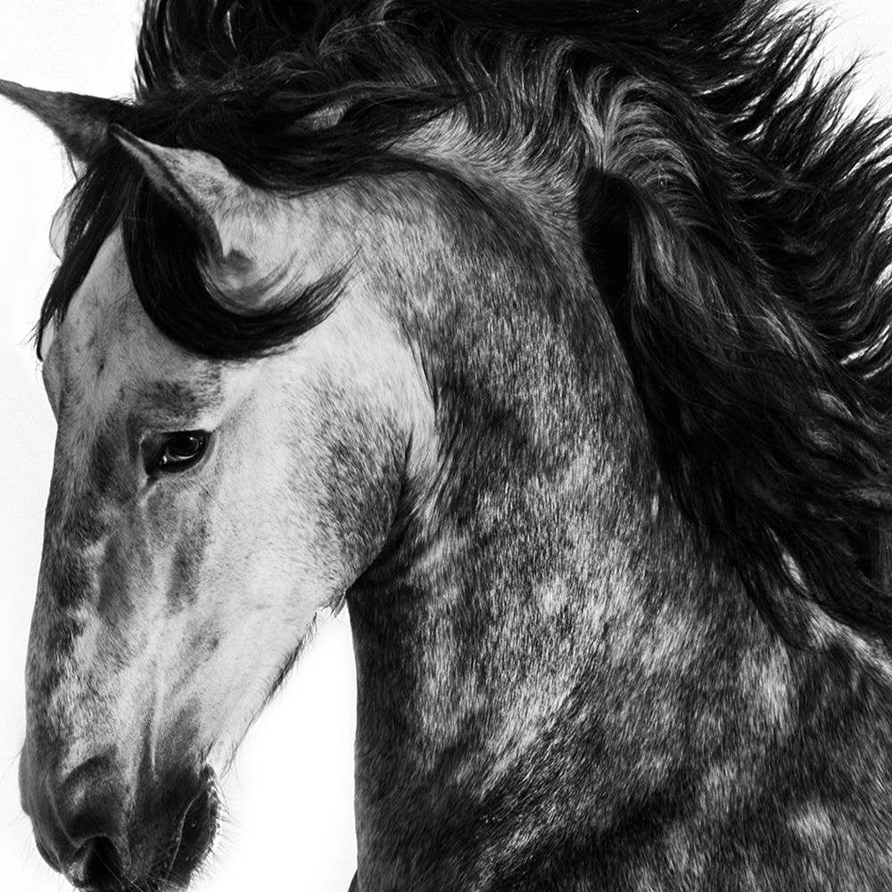 Glezna baltā rāmī - Wild Steed Home Trends DECO