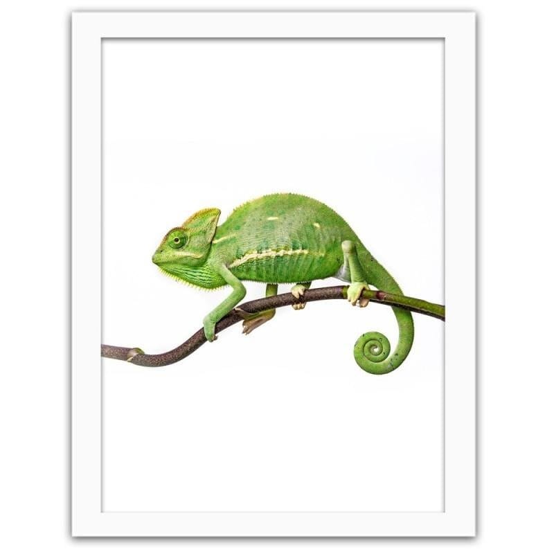 Glezna baltā rāmī - Yemen chameleon Home Trends DECO
