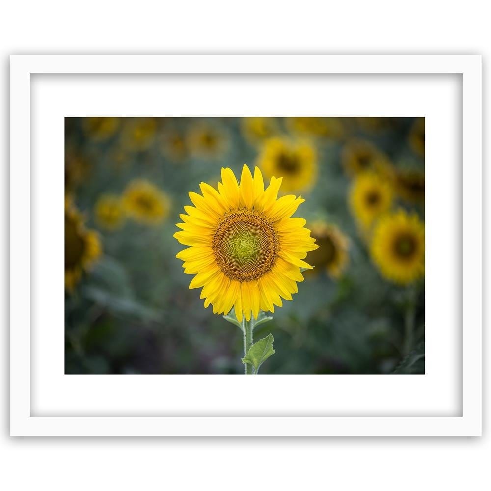 Glezna baltā rāmī - Young Sunflower Home Trends DECO