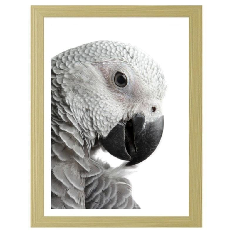 Glezna bēšā rāmī - A jacoon parrot Home Trends DECO