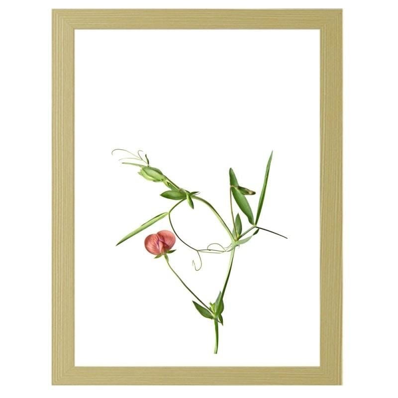 Glezna bēšā rāmī - Plant on a white background Home Trends DECO