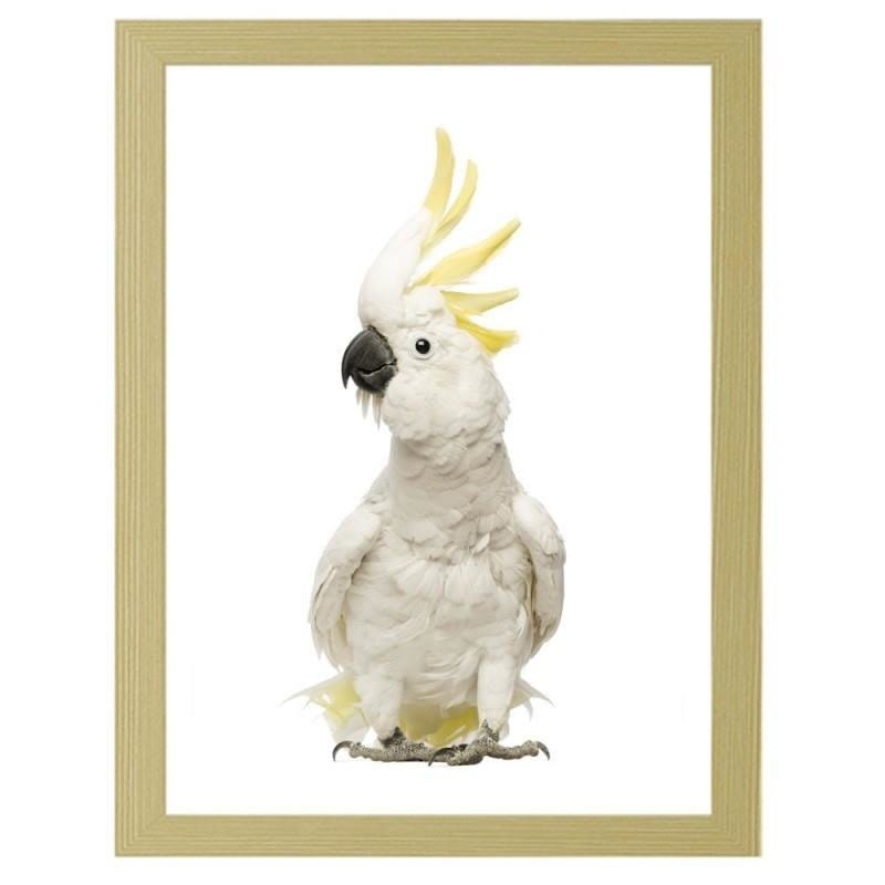 Glezna bēšā rāmī - Sulfur-crested cockatoos Home Trends DECO