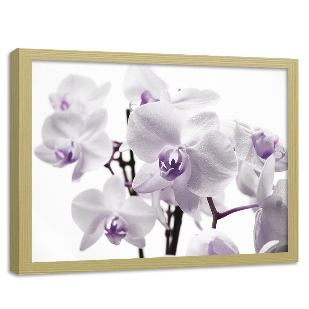 Glezna bēšā rāmī - White Orchid 3 Home Trends DECO