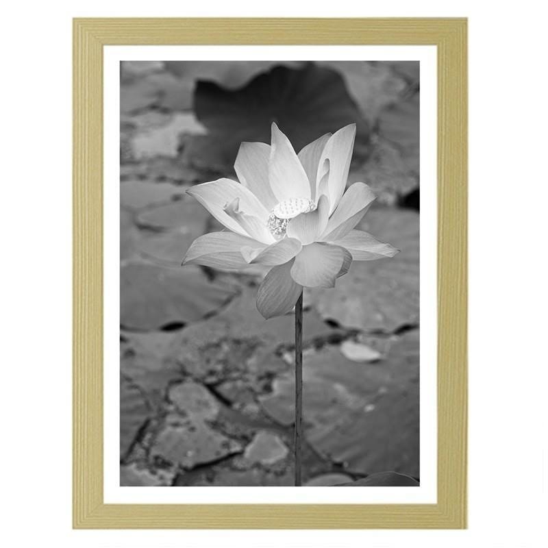 Glezna bēšā rāmī - White water lily Home Trends DECO
