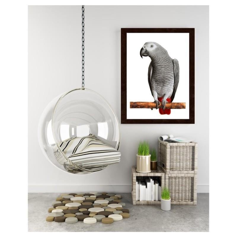 Glezna brūnā rāmī - A jacoon parrot Home Trends DECO