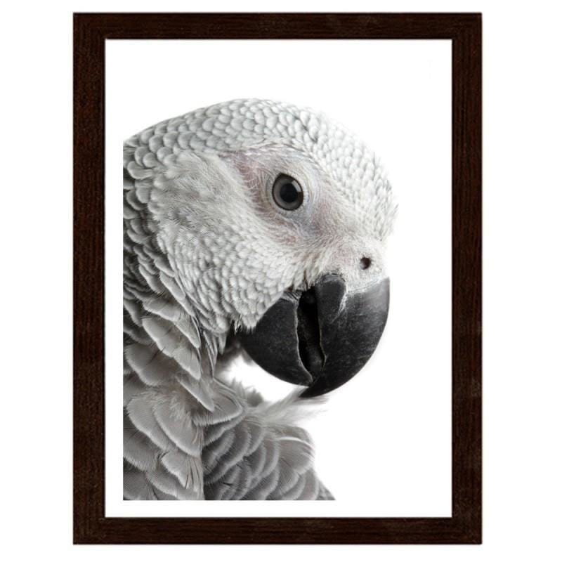 Glezna brūnā rāmī - A jacoon parrot Home Trends DECO