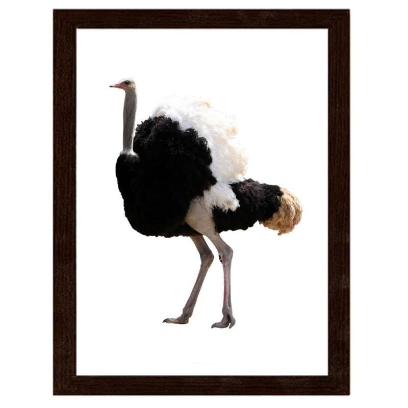 Glezna brūnā rāmī - An ostrich with beautiful feathers Home Trends DECO