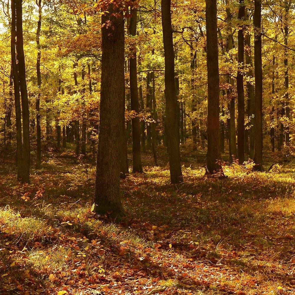Glezna brūnā rāmī - Autumn Sun Rays In The Forest Home Trends DECO