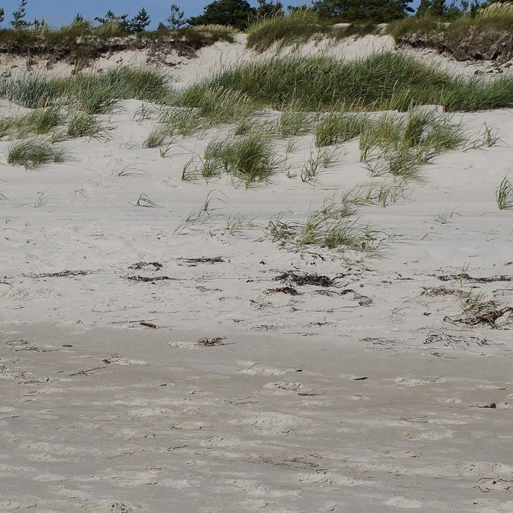 Glezna brūnā rāmī - Beach And Dunes Home Trends DECO