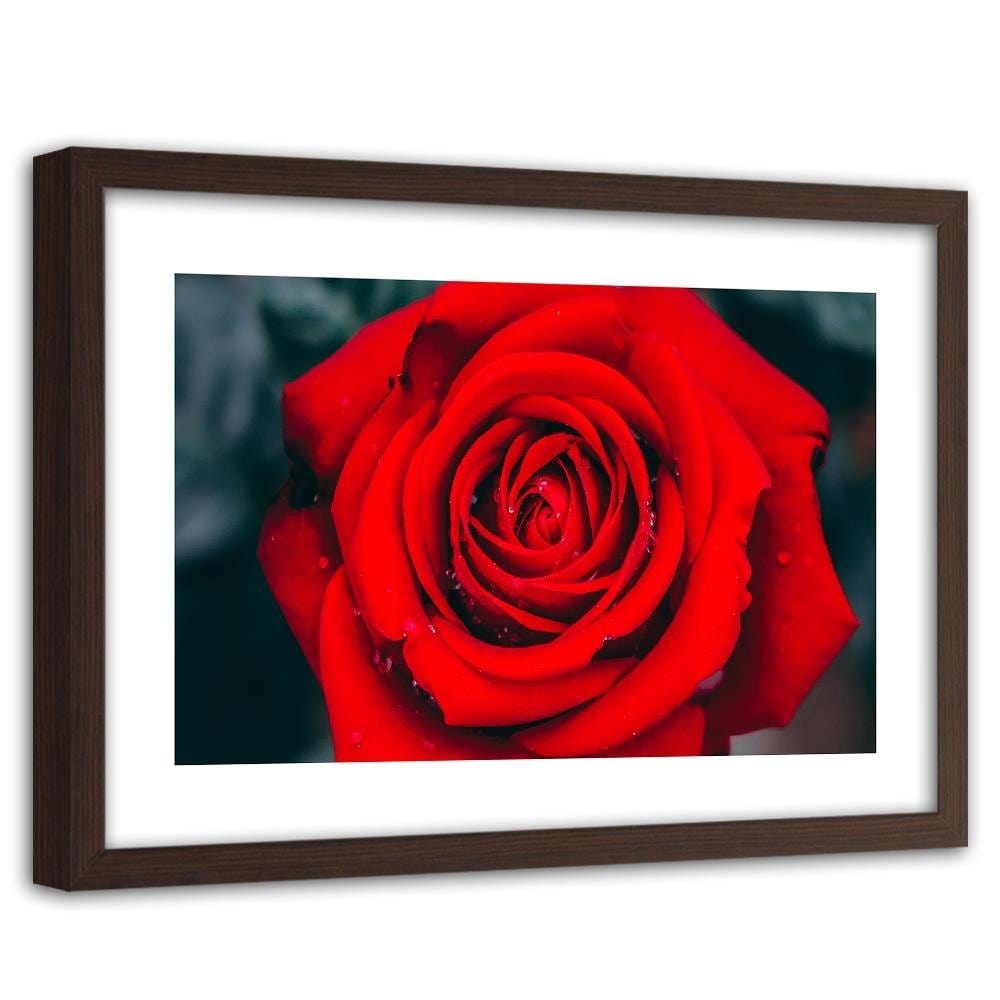 Glezna brūnā rāmī - Beautiful Red Rose 2 Home Trends DECO