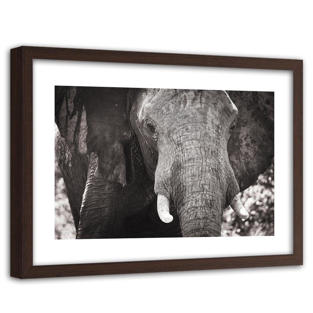 Glezna brūnā rāmī - Black-And-White Elephant Home Trends DECO