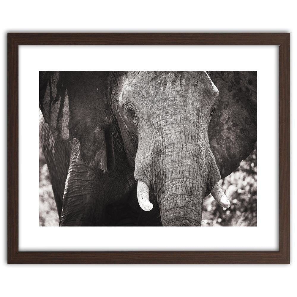 Glezna brūnā rāmī - Black-And-White Elephant Home Trends DECO