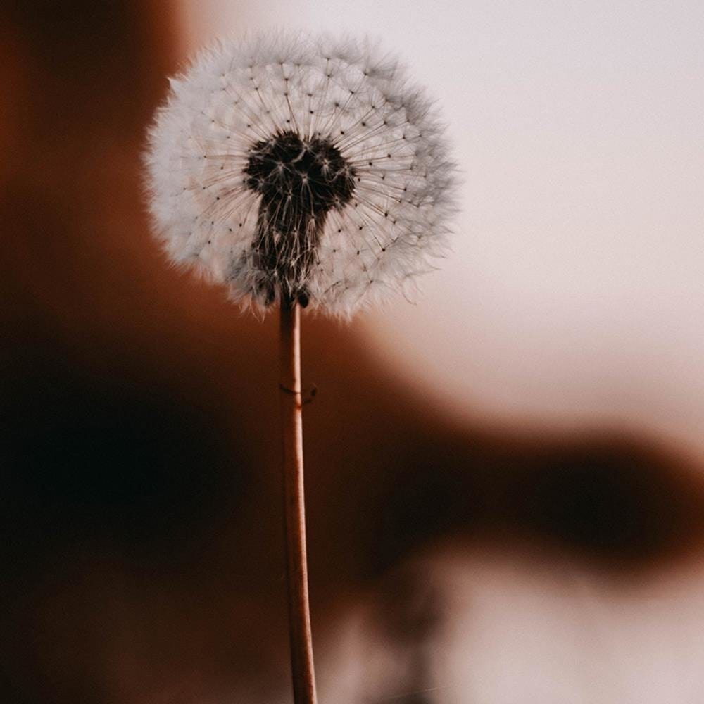 Glezna brūnā rāmī - Blower Home Trends DECO