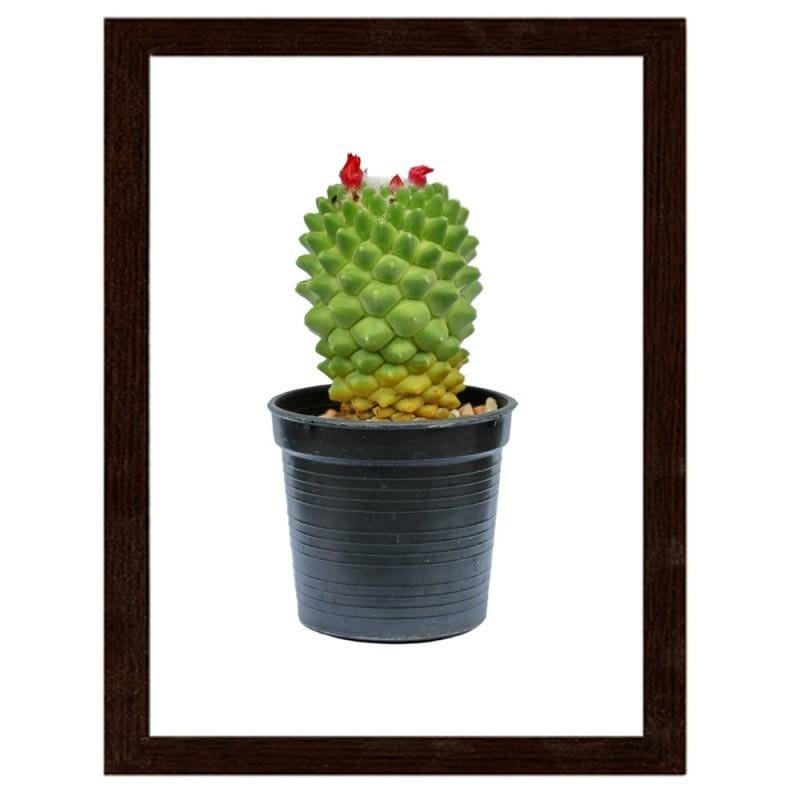 Glezna brūnā rāmī - Cactus on white background Home Trends DECO