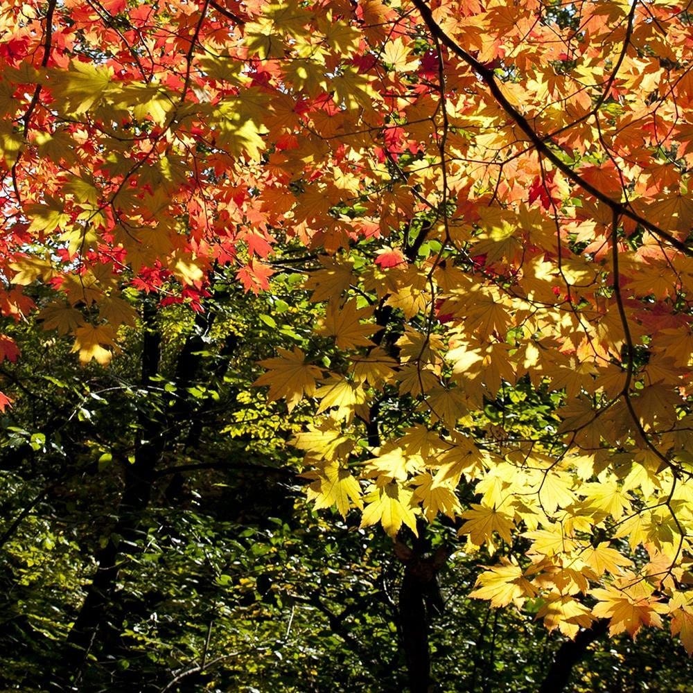 Glezna brūnā rāmī - Colorful Leaves Home Trends DECO